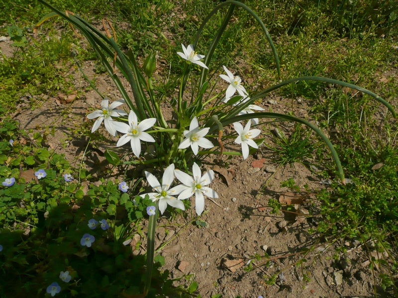 Ornithogalum umbellatum L.